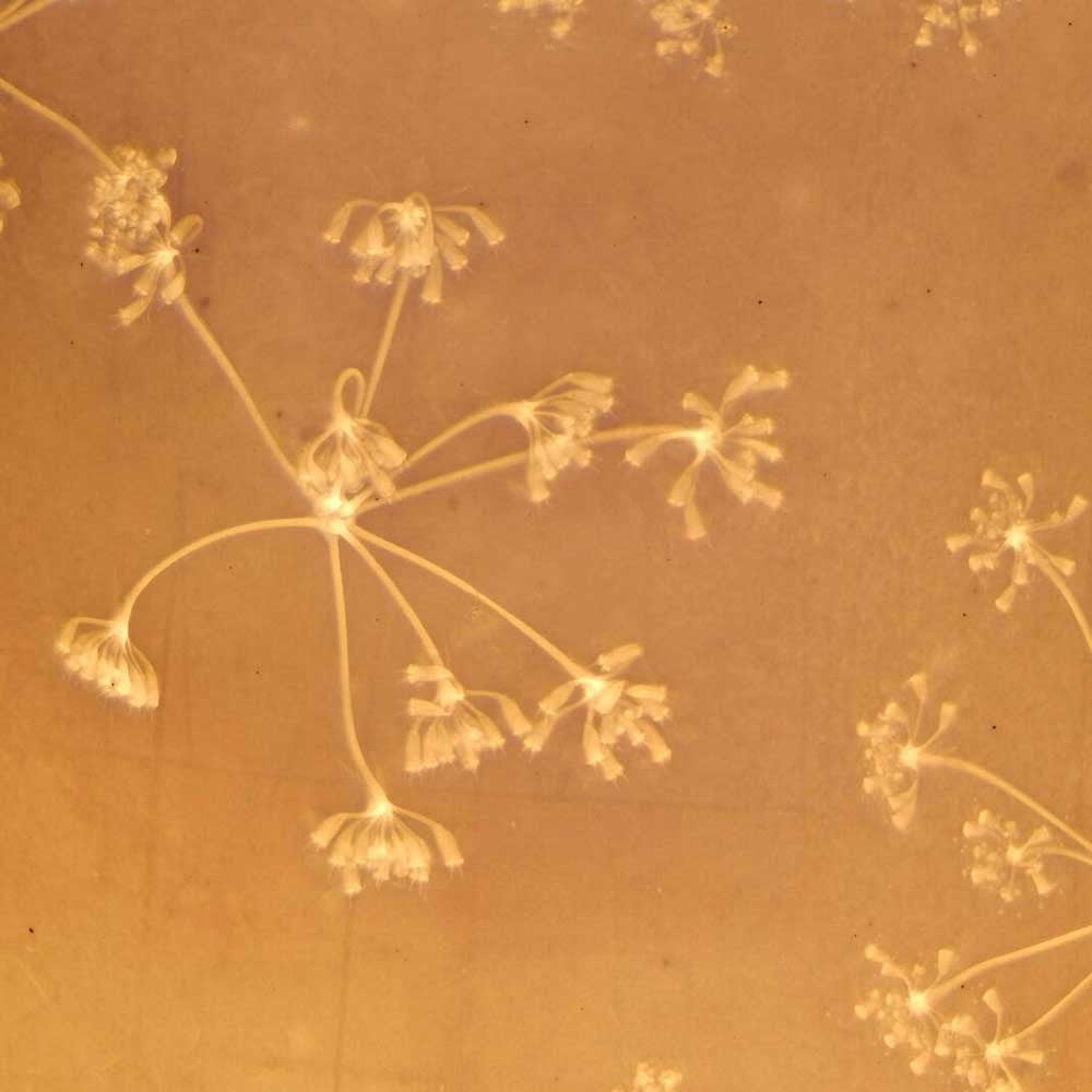Queen Anne's Lace - Small