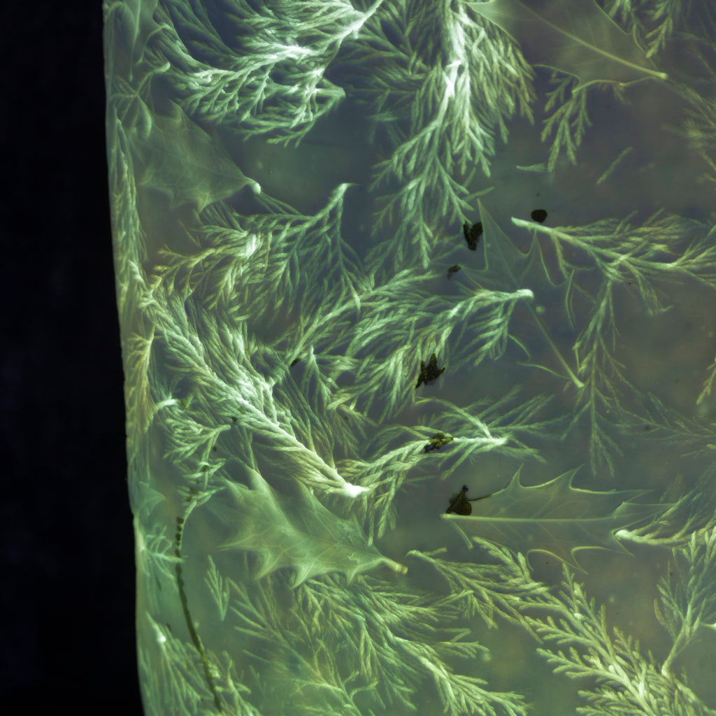 Forest Lamp - Large
