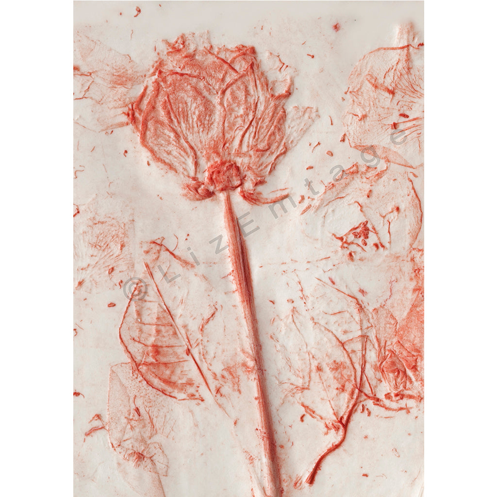 'Single Rose' gift card