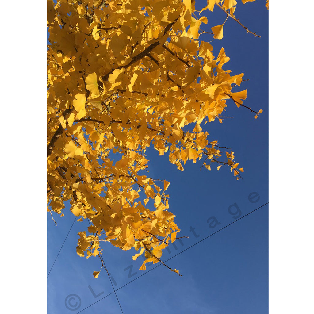 'Autumnal Gingko' gift card